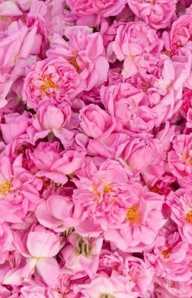 ดอกกุหลาบสายพันธุ์ โรซ่า ดามาสกิน่า ต้นตำนานดอกกุหลาบสำหรับนำมาผลิตน้ำและน้ำมันกุหลาบที่มีชื่อเสียงระดับโลก